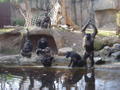 Chimps asking for food.