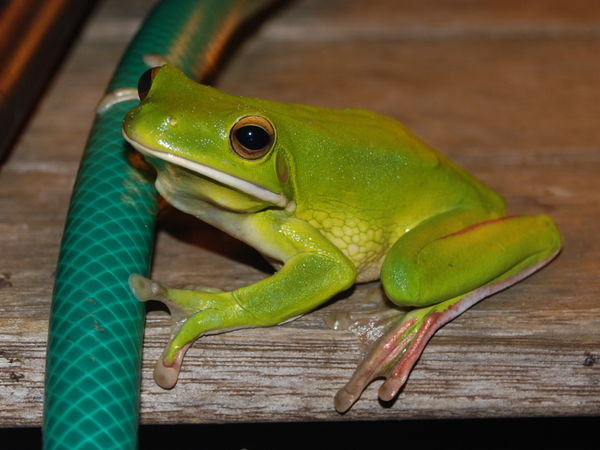 White lipped green frog