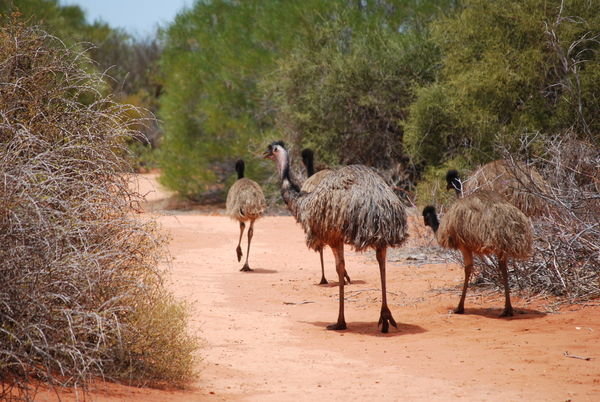 Emu on the Monkey Mia trail