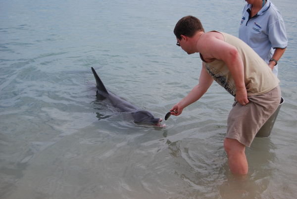 Murray feeds a dolphin
