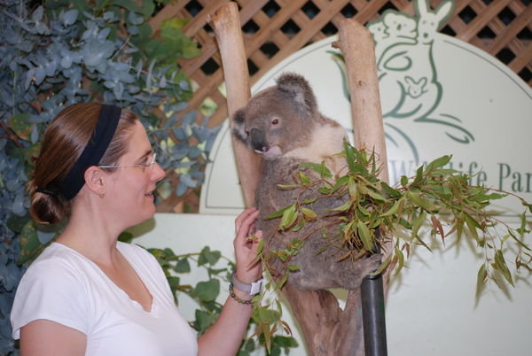 Penny & the koala bear