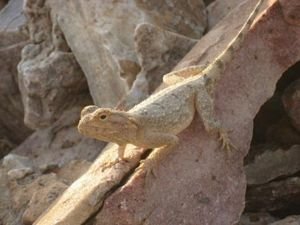 Lizard, Fish River Canyon hike, Namibia