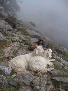 Mountain goats blocking the path, Indian Himalayas