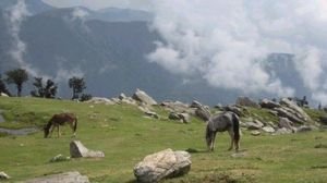 Horses grazing, Indian Himalayas