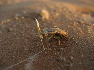 Sandy Namibian Beetle, Namib Desert