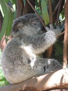 Cute Baby Koala taking a nap..., (Steve Irwin's Australia Zoo) 