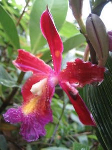 Exotic Orchid, Inca Trail, Peru