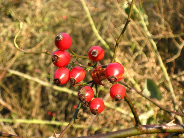Red Winter Berries. Dover, Kent