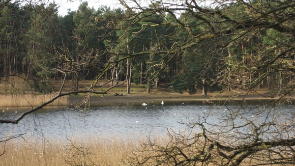 Views across Frensham Little Pond, Surrey