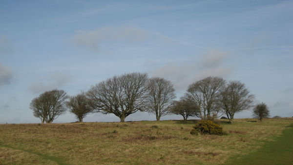 Trees on top of Cissbury Ring, Sussex