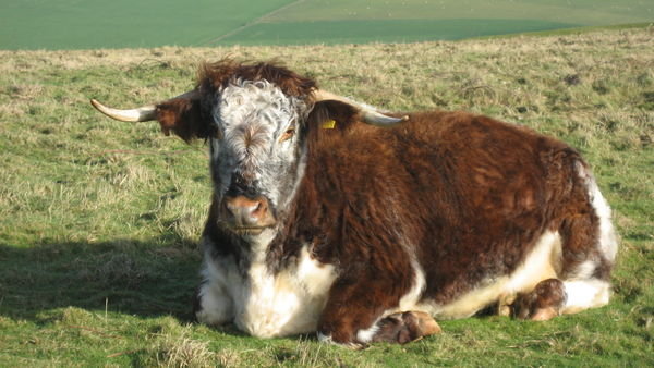 Are you talking to me? Longhorn cow. Cissbury Ring, Sussex