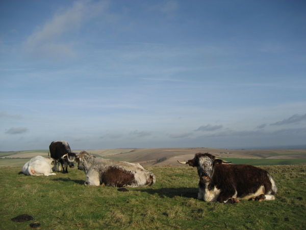 Longhorn cows grazing. Cissbury Ring, Sussex