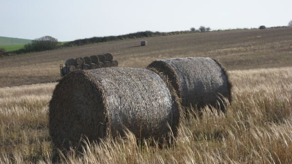 Bales of hay. Stump Bottom, Cissbury Ring, Sussex