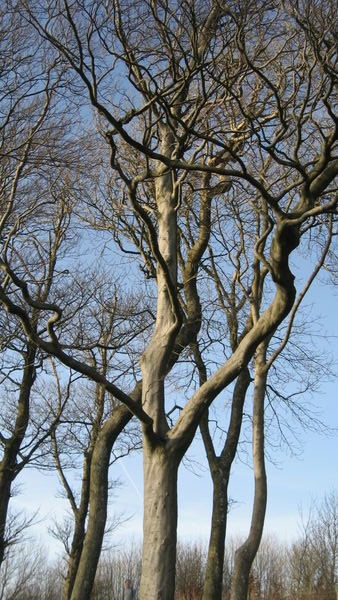 Trees on Chanctonbury Ring, Sussex
