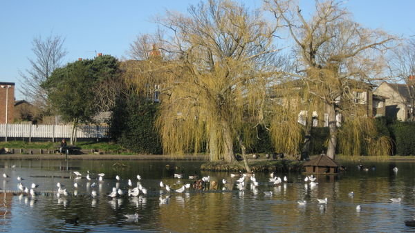 Pretty duck pond. Chislehurst, Kent