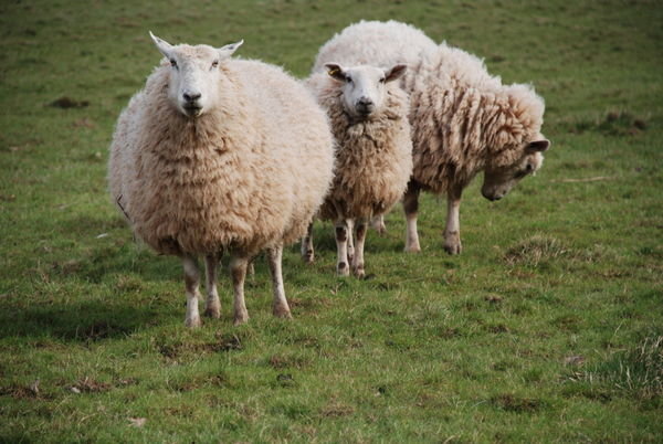 The Three Amigos! Inquisitive sheep come over for a gander. Sellack, Herefordshire 