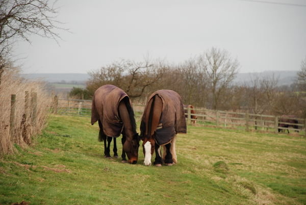 Horsey love. Red Rail Farm, Herefordshire