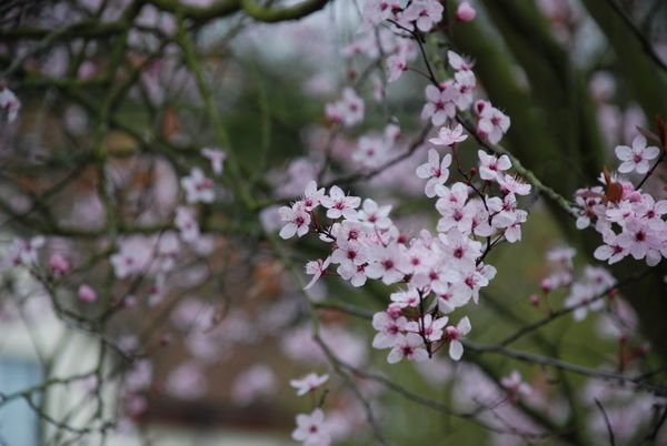 Lovely pink blossom. Thurnham, Kent