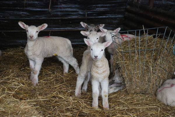 Bouncing spring lambs! Hill Hoath Farm. Nr. Chiddingstone, Kent