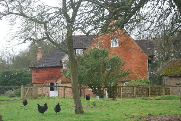 Chicken run...Nr. Penshurst, Kent
