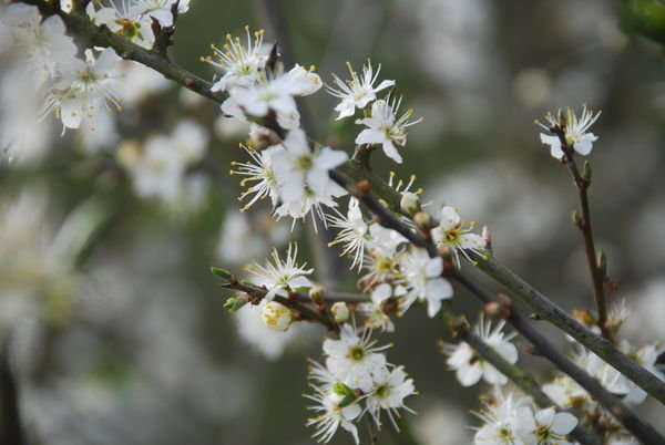 Early spring flowers. Chiddingstone, Kent