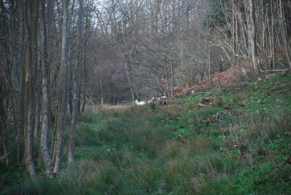 Spotted deer! A white deer leads the pack... Nr. Penshurst, Kent