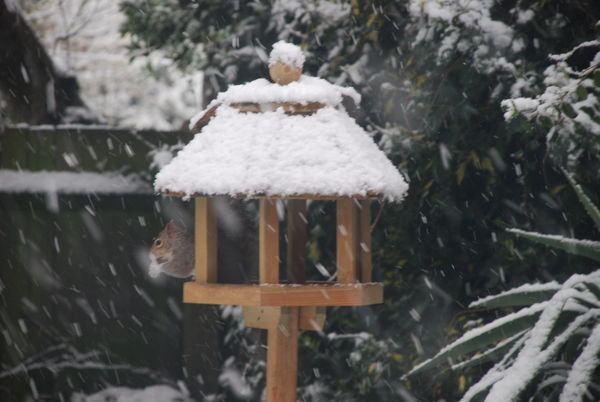 8am, Sunday 6 April. Squirrel visits our bird table, to nibble on some nuts.