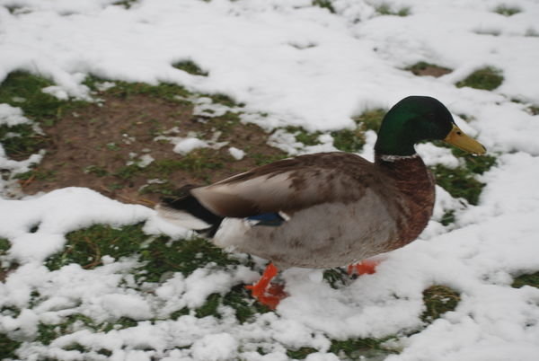 Duck in hunt for food in the snow. 