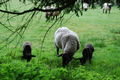 Sheep with her two young lambs. Houghton, Hampshire