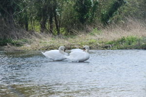 Swans on the River Test. Hampshire