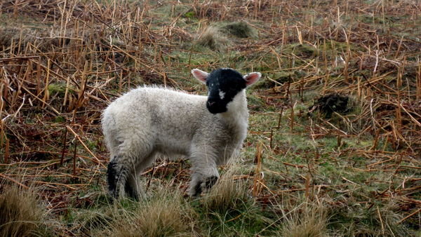 Cute Cheshire Lamb... 