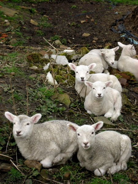 Inquisitive lambs. Pennine Way, Yorkshire