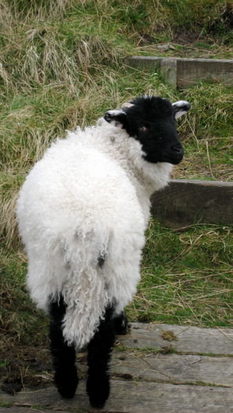Shaun the Sheep. Pennine Way, Yorkshire