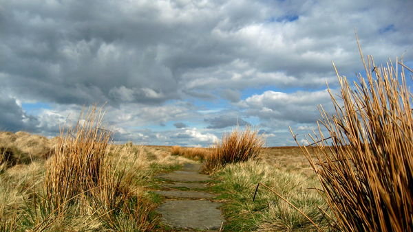 Grasses on the open moorland. Pennine Way, Yorkshire