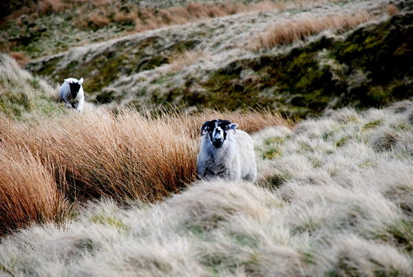 Sheep and lamb on the moorland. Pennine Way, Yorkshire