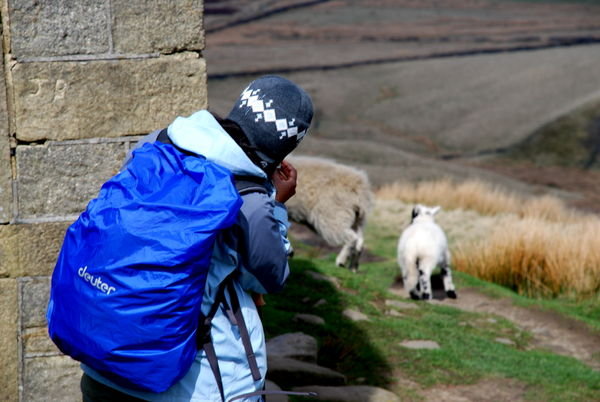Lav photographing more lambs! Pennine Way, Yorkshire