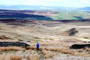 Lav traverses the open expanse of moorland. Pennine Way, Yorkshire