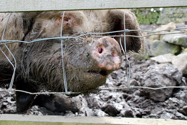 Meeting a very friendly and muddy pig! Pennine Way, Yorkshire