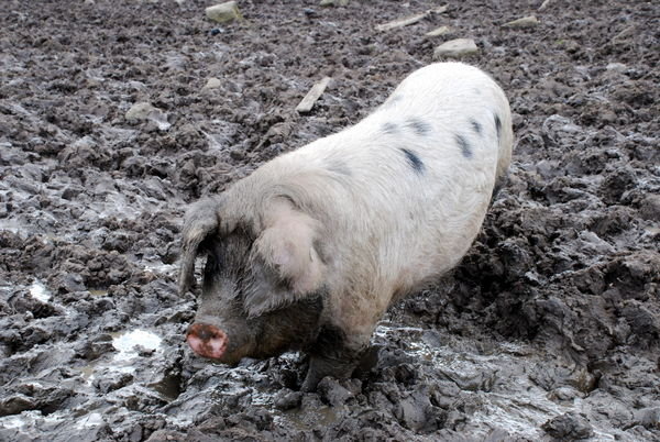 Another muddy fellow pig! Pennine Way, Yorkshire