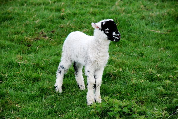 The cutest lamb calling for its mum. Pennine Way, Yorkshire