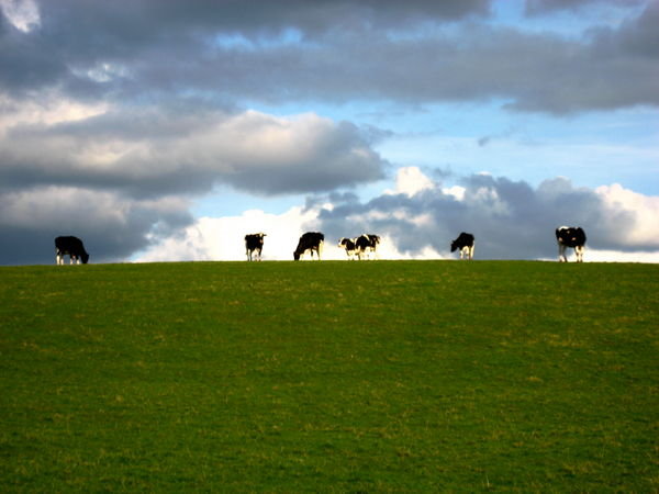 Bullocks on the horizon...