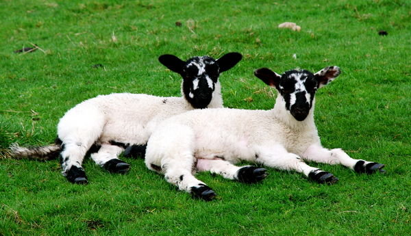 Lambs taking it easy...as we huff and puff past up the Pennine Way. Yorkshire