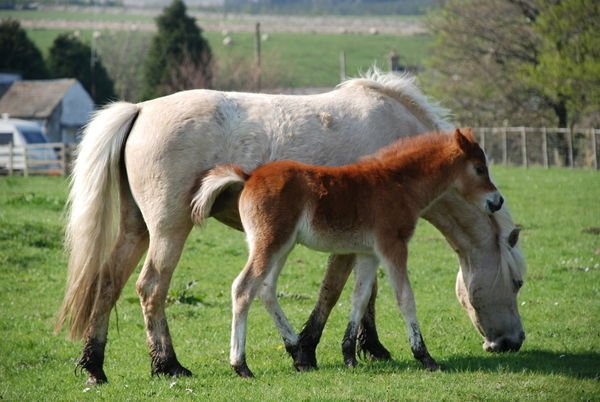 Horse with her foal. Widdy Bank Farm. Pennine Way, Yorkshire