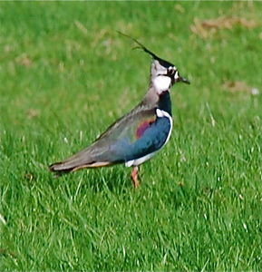 Colourful Lapwing. Pennine Way, Yorkshire