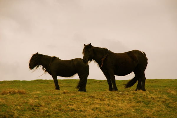 Two wild black horses. High Cup Nick valley. Pennine Way, Cumbria