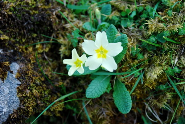 Lovely primroses were growing on the banks of Kisdon Hole. Pennine Way, Yorkshire