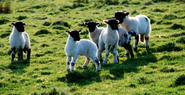 Little lambs playing in the warm May sun. Pennine Way, Yorkshire