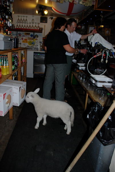 Steve with the landlady Tracy, pulling his 'own' pint! - with Tommy the 4 week old pet lamb. Tan Hill Inn. Pennine Way, Yorkshire
