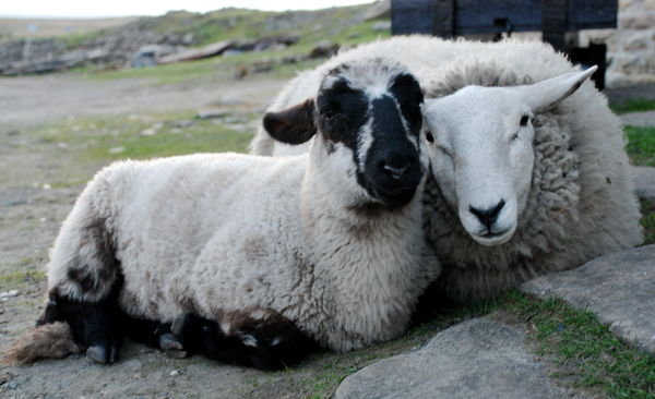 Izzie and Misfit  - the Tan Hill Inn's pet sheep. Pennine Way, Yorkshire