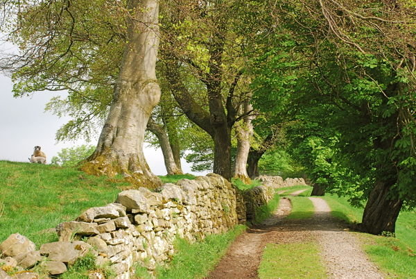 Idyllic path. Alston, Pennine Way. Cumbria